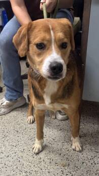 Maggie May -  Beagle Dog for Adoption in Saint Clairsville, Ohio - Maggie May | PetCurious