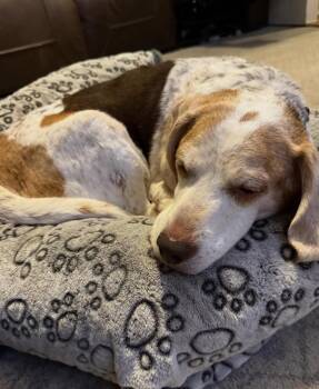 Rescue Beagle Dogs for Adoption in Waldorf, Maryland - Bob Washington | PetCurious
