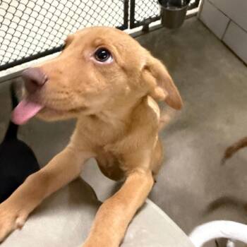 Ida -  Mixed Breed Dog for Adoption in Walker, Michigan - Ida | PetCurious