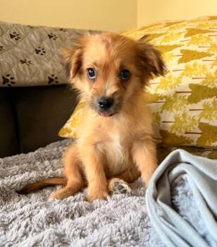 Chipmunk -  Chihuahua and Papillon Dog for Adoption in Beavercreek, Oregon - Chipmunk | PetCurious