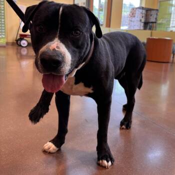 Fishburne -  Mixed Breed Dog for Adoption in Lynchburg, Virginia - Fishburne | PetCurious