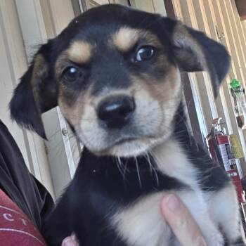 Hennessy -  German Shepherd Dog and Mixed Breed Dog Available for Adoption in Midland, Texas - Hennessy | PetCurious