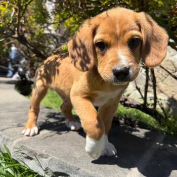 Australian Shepherd and Beagle Dogs Available for Adoption in Falls Church, Virginia - Willie Mae Pup:  Ren | PetCurious