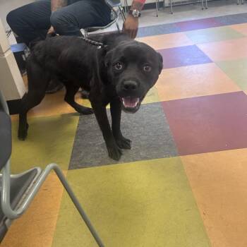 Black Labrador Retriever Dogs Available for Adoption in Philadelphia, Pennsylvania - Bruce Wayne | PetCurious
