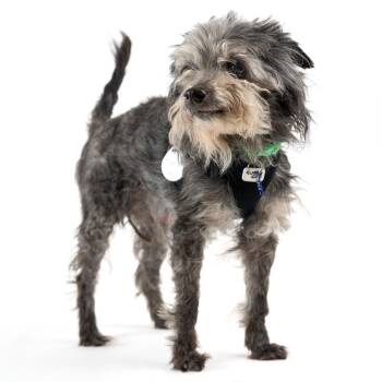 Marco Polo 14337 -  Maltese Dog for Adoption in San Francisco, California - Marco Polo 14337 | PetCurious