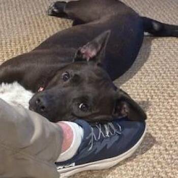 Pit Bull Terrier and Chocolate Labrador Retriever Dogs Available for Adoption in Dallas, Texas - Fred | PetCurious