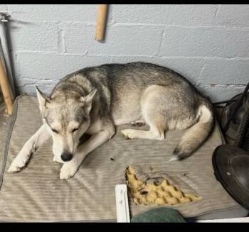 Husky Dogs Available for Adoption in Anthem, Arizona - Lady | PetCurious