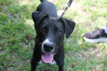 Eagle -  Pit Bull Terrier and Labrador Retriever Dog for Adoption in Winnabow, North Carolina - Eagle | PetCurious