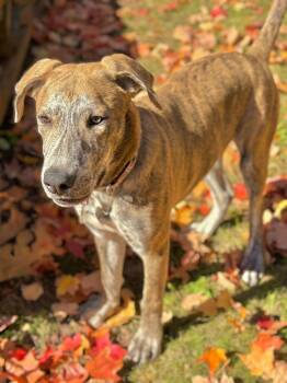 Rescue Dutch Shepherd Dogs for Adoption in Newmarket, Ontario - Freddie | PetCurious