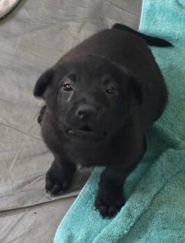 Labrador Retriever and Husky Dogs Available for Adoption in Thompson Falls, Montana - Jojo | PetCurious
