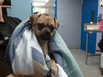 SHAKE -  Pug and Mixed Breed Dog for Adoption in Albuquerque, New Mexico - SHAKE | PetCurious