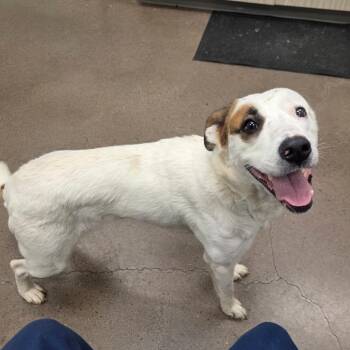Retriever and Mixed Breed Dogs Available for Adoption in Chattanooga, Tennessee - Penny | PetCurious