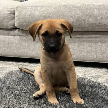 Atta -  Labrador Retriever and Shepherd Dog for Adoption in Hillsdale, New York - Atta | PetCurious