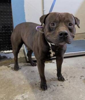 A882956 -  American Staffordshire Terrier Dog for Adoption in Camarillo, California - A882956 | PetCurious