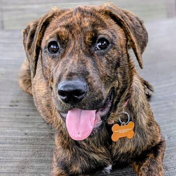 Charlotte -  Mixed Breed Dog for Adoption in Normal, Illinois - Charlotte | PetCurious