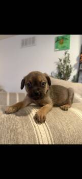 Fennac -  Terrier Dog for Adoption in Berlin, New Jersey - Fennac | PetCurious