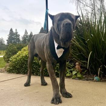 Cane Corso and Neapolitan Mastiff Dogs Available for Adoption in Sacramento, California - Romeo | PetCurious