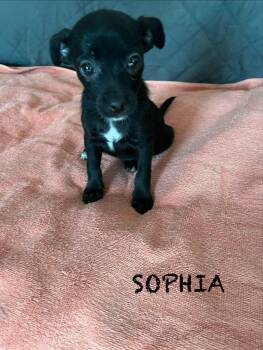 Sophia -  Miniature Schnauzer and Chihuahua Dog for Adoption in Panama City, Florida - Sophia | PetCurious