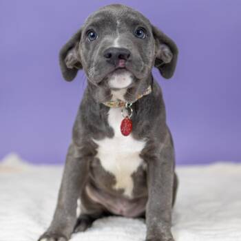 Tulip -  Terrier and Mixed Breed Dog for Adoption in Portland, Oregon - Tulip | PetCurious