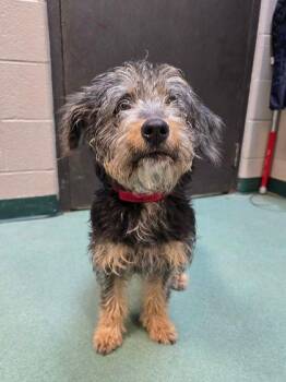Muffin -  Poodle and Bernese Mountain Dog Dog for Adoption in Williamsport, Pennsylvania - Muffin | PetCurious