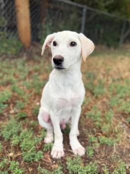 Rescue Labrador Retriever Dogs for Adoption in Fort Lupton, Colorado - Franky | PetCurious