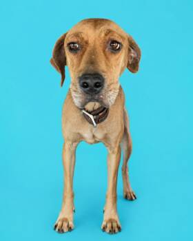 Becca -  Black Mouth Cur Dog for Adoption in Wauchula, Florida - Becca | PetCurious