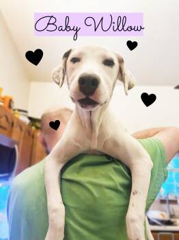 Rescue American Staffordshire Terrier and Bulldog Dogs for Adoption in Kissimmee, Florida - Willow | PetCurious