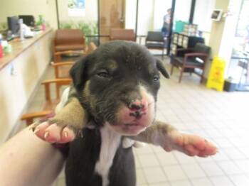 SNICKERS -  Pit Bull Terrier Dog for Adoption in Ocala, Florida - SNICKERS | PetCurious