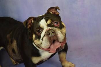 MOCHA -  English Bulldog Dog for Adoption in Fort Lauderdale, Florida - MOCHA | PetCurious