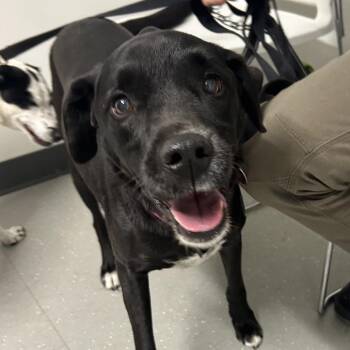 Bella *Avail by Appt* -  Black Labrador Retriever and Mixed Breed Dog for Adoption in Kennebunk, Maine - Bella *Avail By Appt* | PetCurious