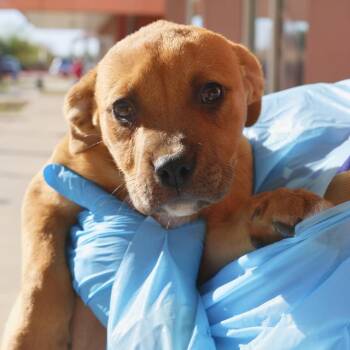 Labrador Retriever Dogs Available for Adoption - CHOCOLATE CHIP | PetCurious