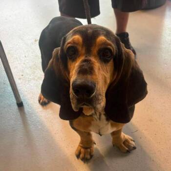 Octavius Stray Hold 6/29 -  Basset Hound Dog for Adoption in Huntington, West Virginia - Octavius Stray Hold 6/29 | PetCurious