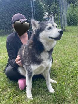 Ditzy -  Husky Dog for Adoption in Mishawaka, Indiana - Ditzy | PetCurious