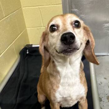Ginger -  Beagle and Mixed Breed Dog Available for Adoption in Waldorf, Maryland - Ginger | PetCurious
