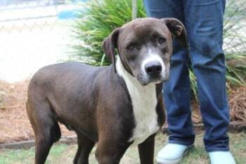 American Bulldog and Mixed Breed Dogs Available for Adoption in Brunswick, Georgia - Binky | PetCurious