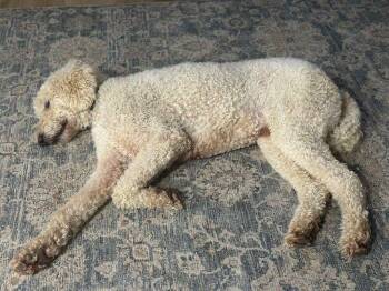 Standard Poodle Dogs Available for Adoption - Myles (AL) | PetCurious
