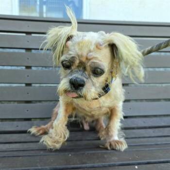 HARLEY -  Shih Tzu and Lhasa Apso Dog for Adoption in Long Beach, California - HARLEY | PetCurious