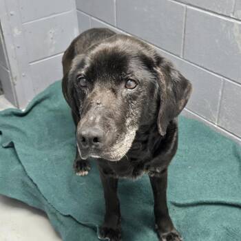 Black Labrador Retriever Dogs Available for Adoption in Tawas City, Michigan - Holly 26-112 | PetCurious