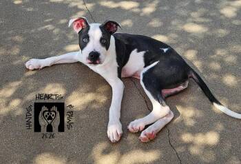 Pepita -  Pit Bull Terrier Dog for Adoption in Omaha, Nebraska - Pepita | PetCurious