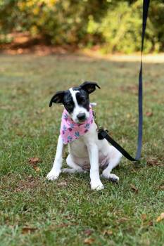 Rescue Pointer and Australian Cattle Dog Blue Heeler Dogs for Adoption in Bonifay, Florida - Sutton | PetCurious