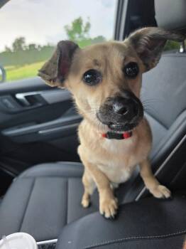 Scout -  Terrier Dog for Adoption in New London, Wisconsin - Scout | PetCurious