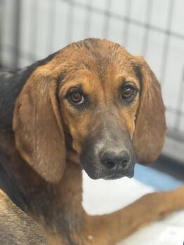 Ginger -  Bloodhound Dog for Adoption in Sonora, California - Ginger | PetCurious