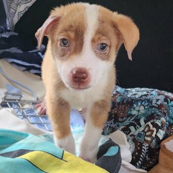Salem -  Mixed Breed Dog for Adoption in Charleston, West Virginia - Salem | PetCurious