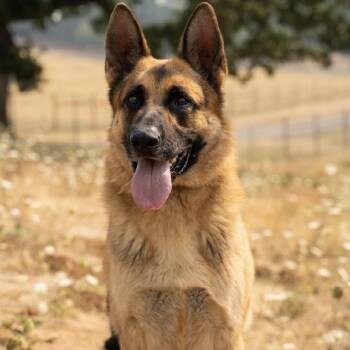 Hansel -  German Shepherd Dog Dog for Adoption in Golden, Colorado - Hansel | PetCurious