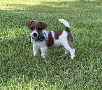 AKC Champion Sired, Elite Bred (Buster) -  Jack Russell Terrier Dog for Sale in Mount Gilead, North Carolina - AKC Champion Sired, Elite Bred (Buster) | PetCurious