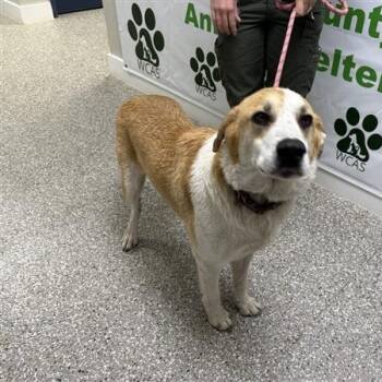 Tucker -  Mixed Breed Dog for Adoption in Defuniak Springs, Florida - Tucker | PetCurious