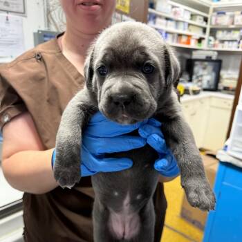Mocha2 -  Cane Corso Dog for Adoption in Wahiawa, Hawaii - Mocha2 | PetCurious