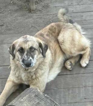 Sadie -  Great Pyrenees Dog for Adoption in Maryville, Missouri - Sadie | PetCurious