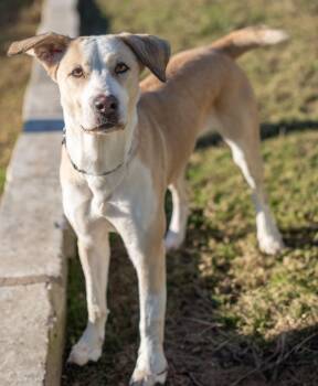 Rescue Pointer Dogs for Adoption in Dripping Springs, Texas - Journey | PetCurious