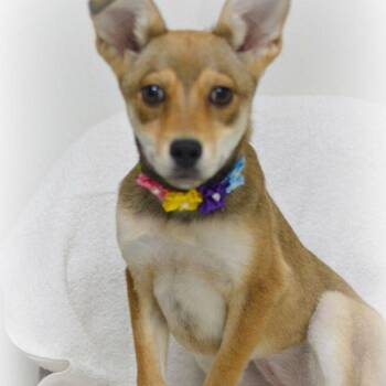 Nicole -  Husky and Shepherd Dog Available for Adoption in Lake Havasu City, Arizona - Nicole | PetCurious